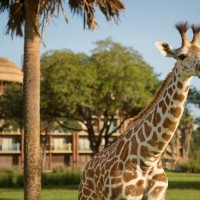 Disney Animal Kingdom Lodge